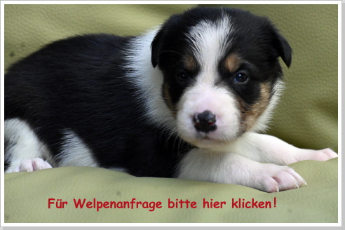 Welpenanfrage